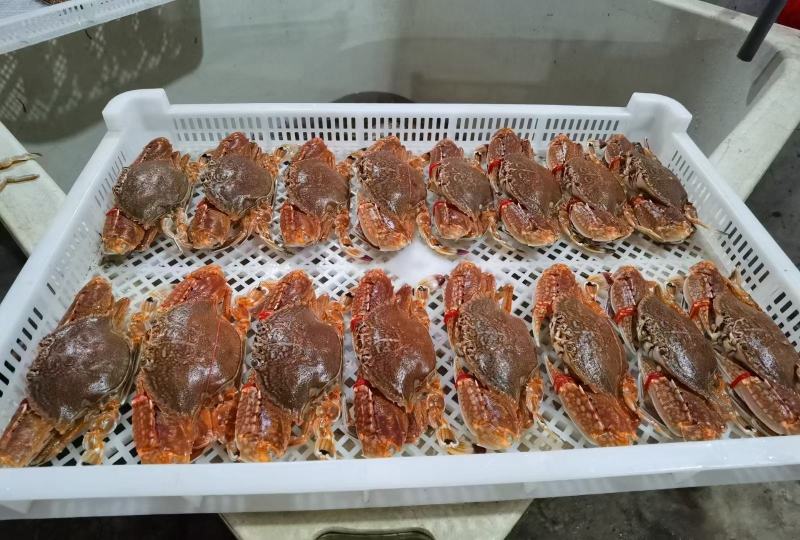 肉蟹包邮扁蟹深海大螃蟹梭子蟹试品5斤量大从优