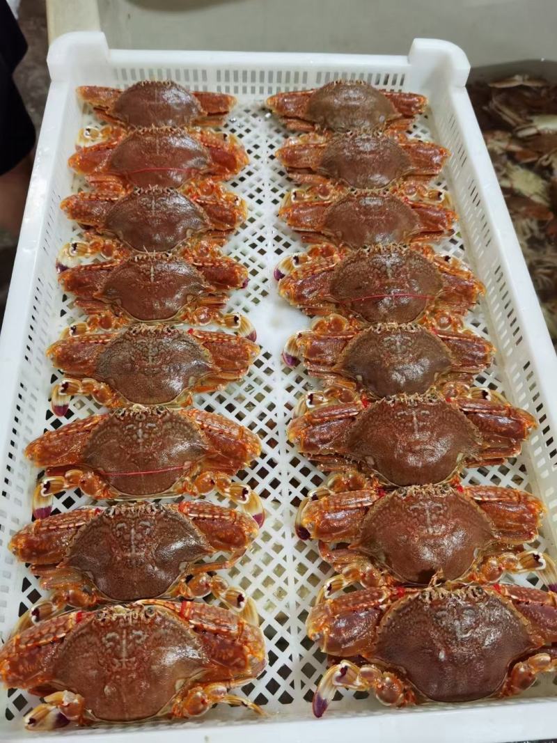 肉蟹包邮扁蟹深海大螃蟹梭子蟹试品5斤量大从优