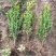 金叶女贞苗50-60公分