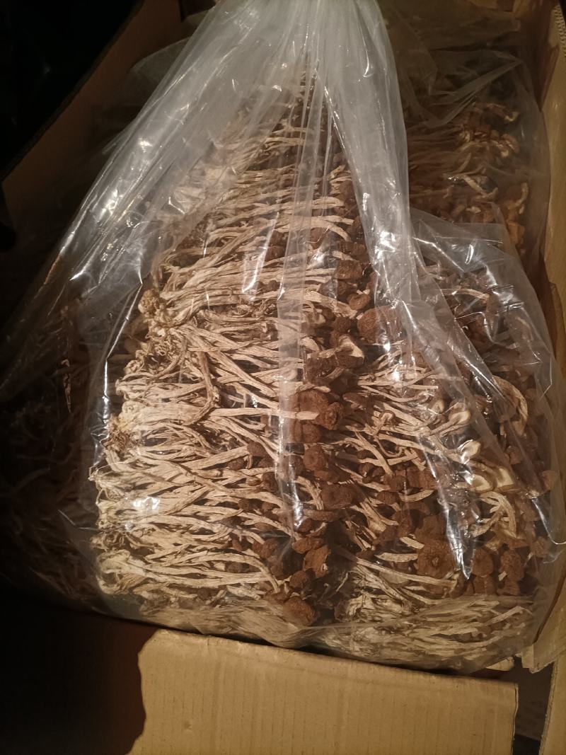 今年刚出的新菇