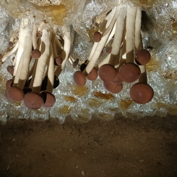 今年刚出的新菇