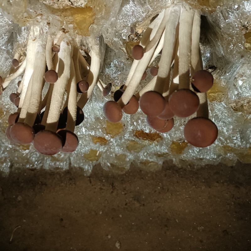 今年刚出的新菇