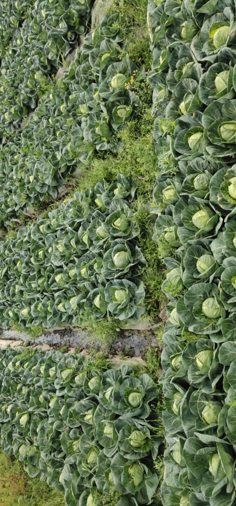 福清包菜大量上市