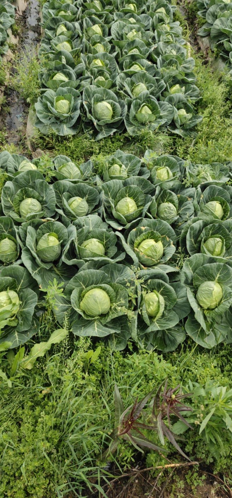 福清包菜大量上市