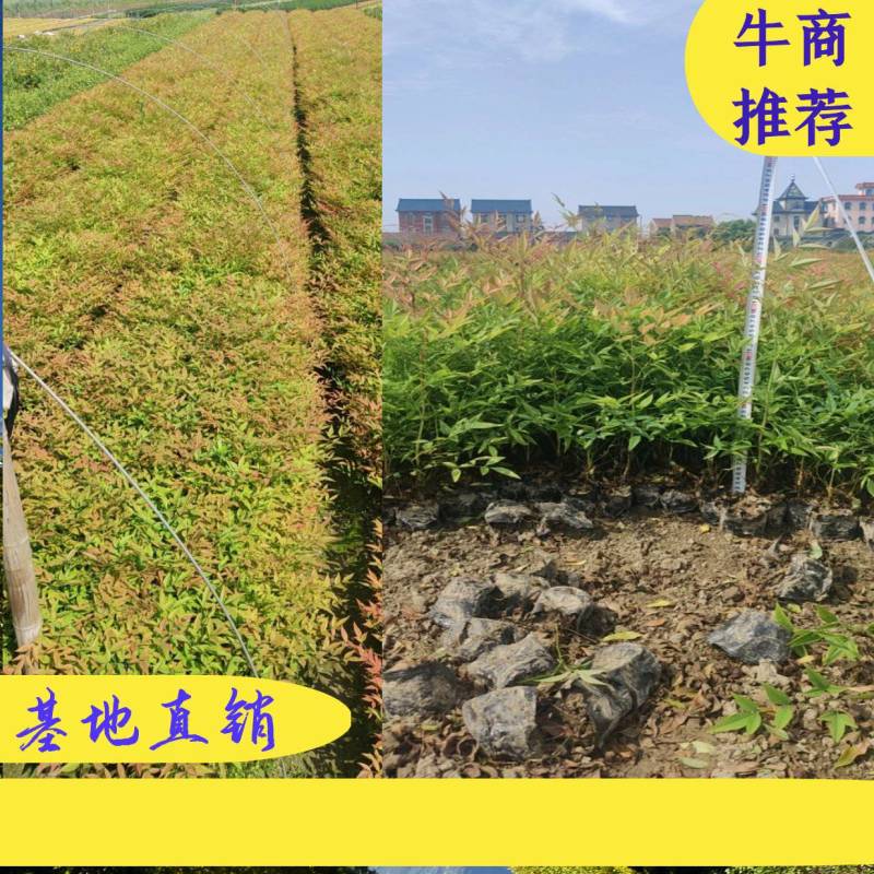 南天竹小杯苗，萧山基地直销，量大从优，全国发货