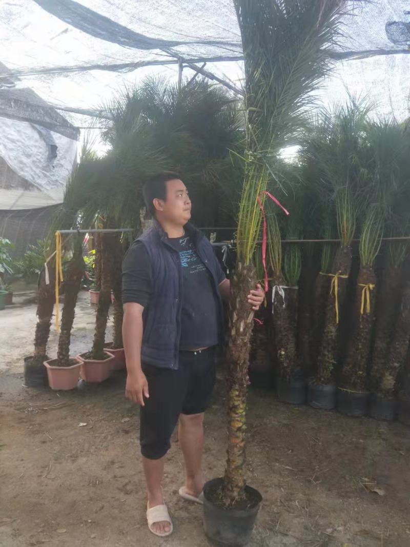 美丽针葵福建漳州美丽针葵农户直销价大小规格袋苗
