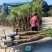 美丽针葵福建漳州美丽针葵农户直销价大小规格袋苗