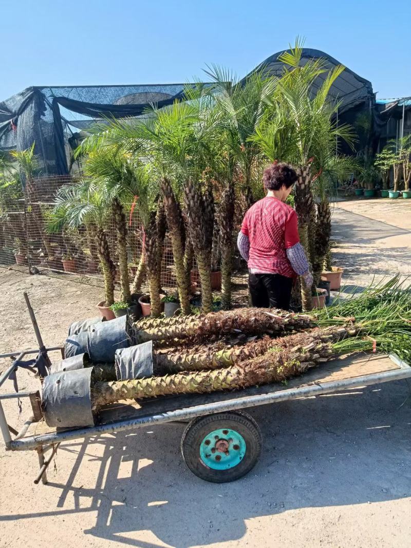 美丽针葵福建漳州美丽针葵农户直销价大小规格袋苗