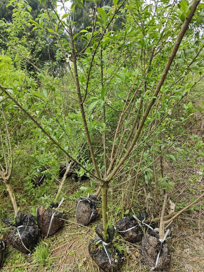 各种嫁接李子苗，各种水果苗，绿化苗