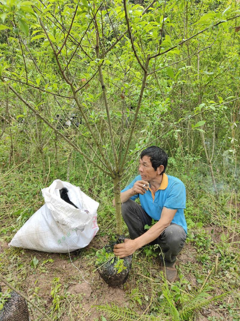 各种嫁接李子苗，各种水果苗，绿化苗