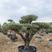2米高澳州油橄榄.进口橄榄树