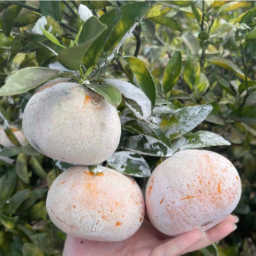 广西精品茂谷甘