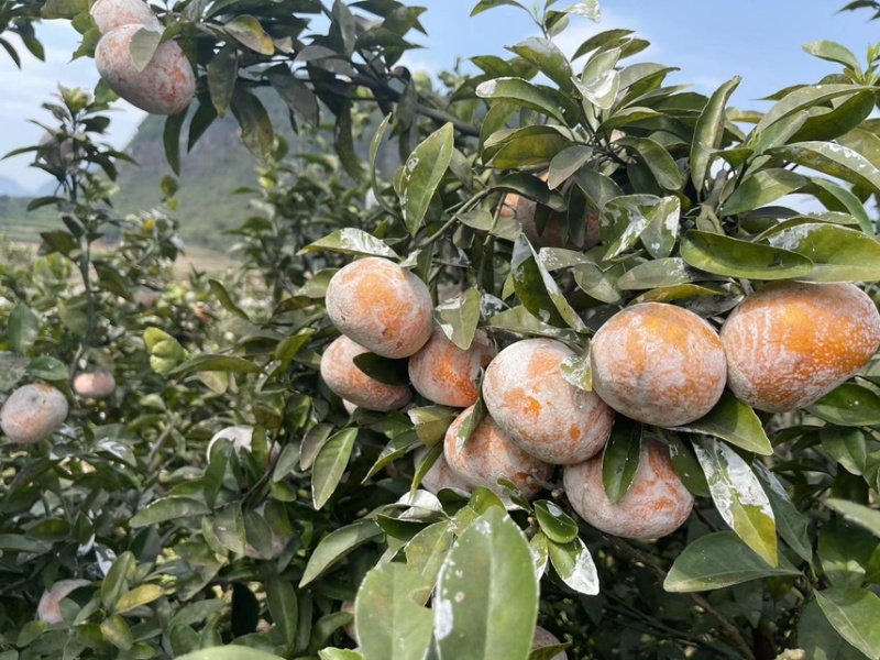 广西精品茂谷甘