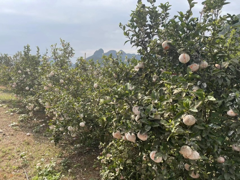 广西精品茂谷甘