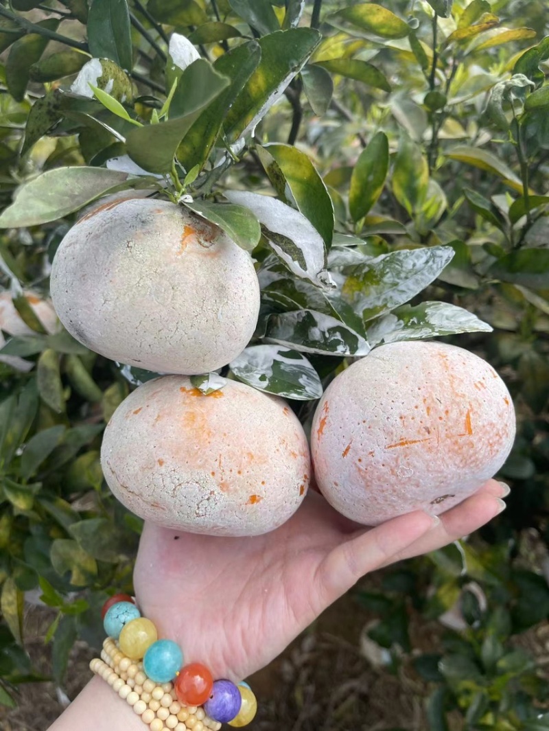 广西精品茂谷甘