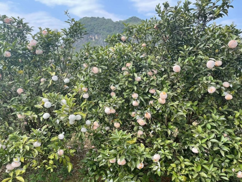 广西精品茂谷甘