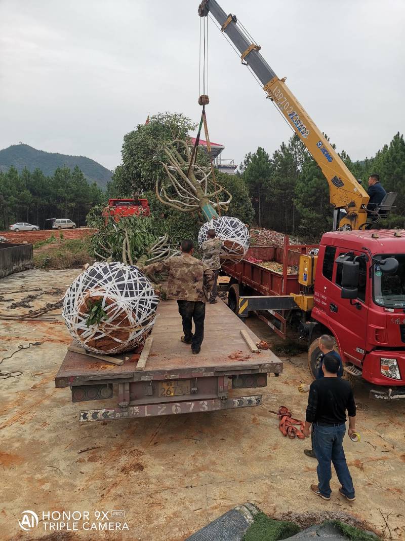 乐昌含笑1一25公分基地批发，现货长期有效。