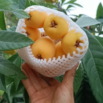 枇杷