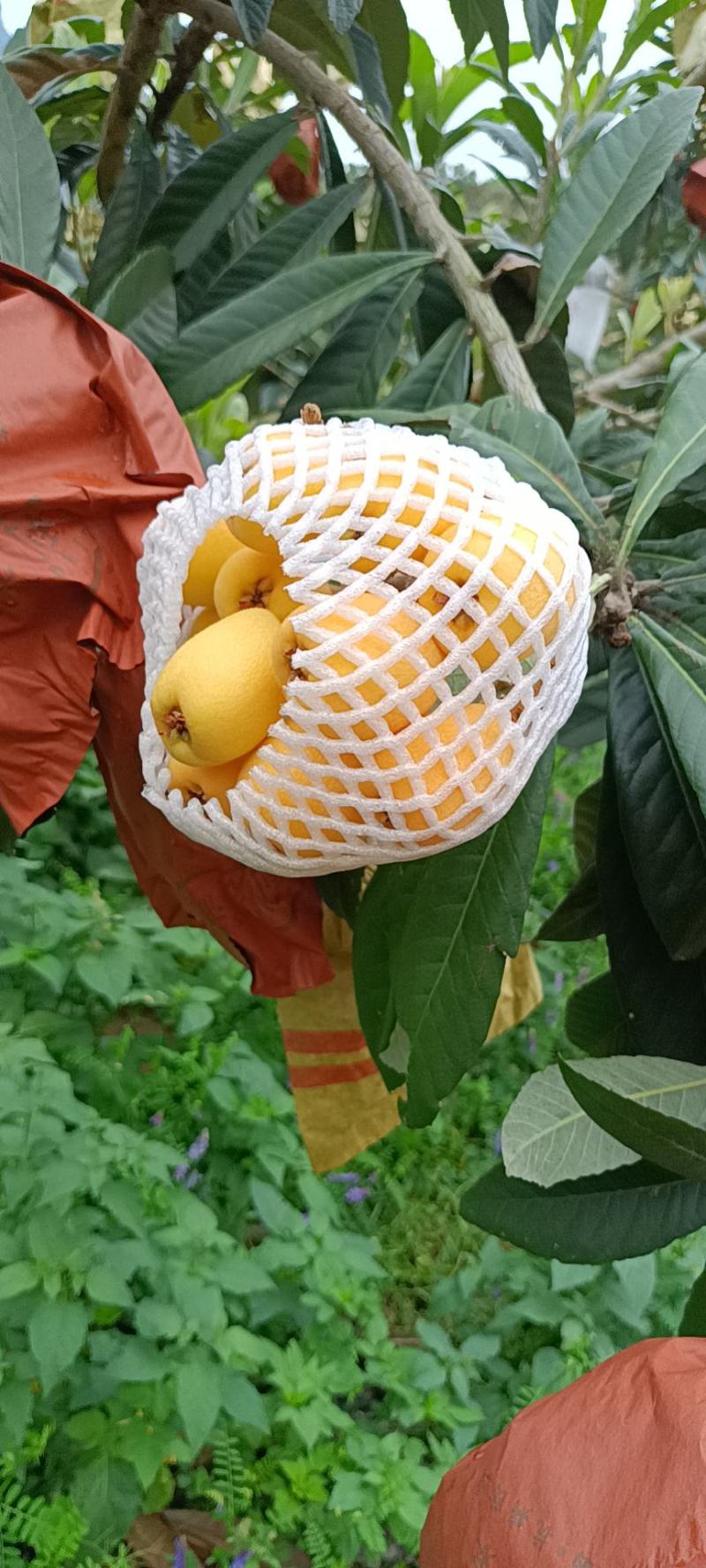 枇杷