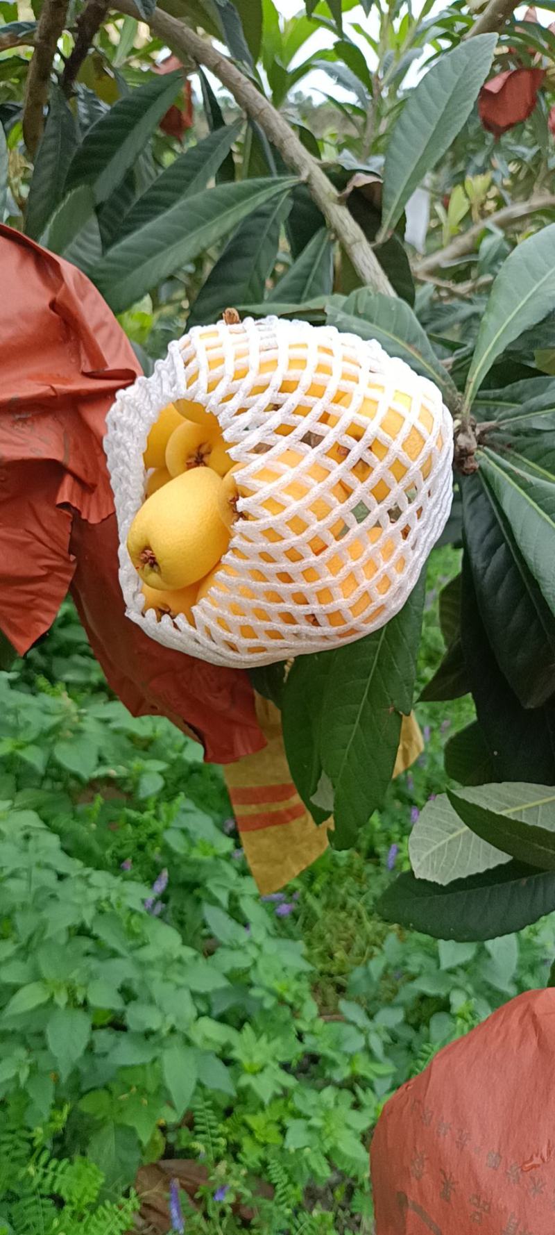 枇杷
