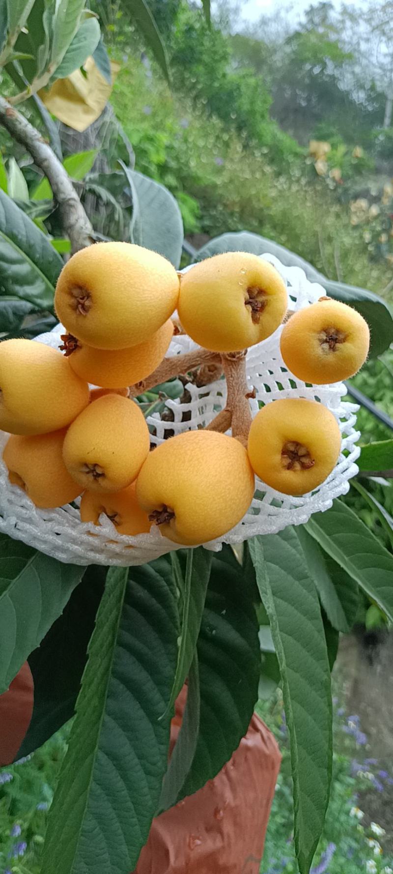 枇杷
