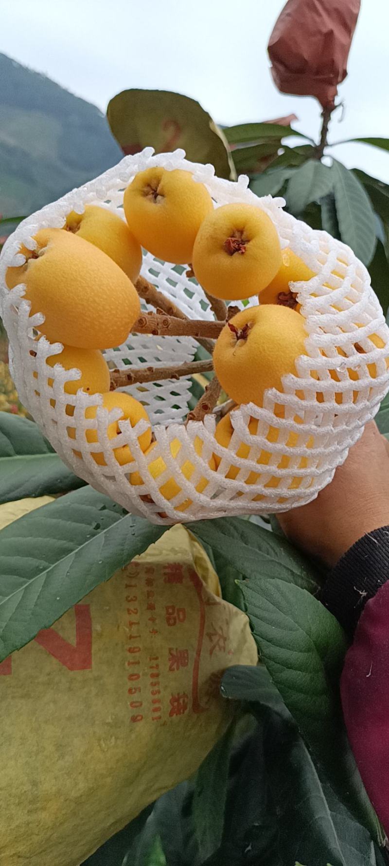 枇杷