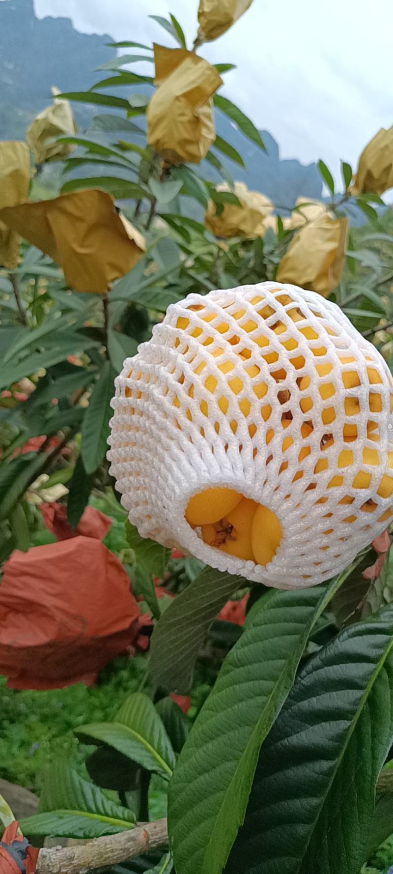 枇杷