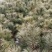甘肃陇南徽县优质华山松基地价格实惠质量上诚欢迎朋友们下单