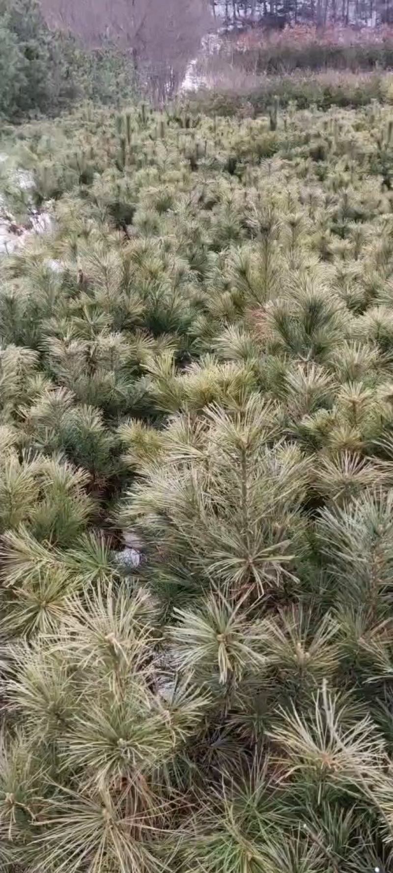 甘肃陇南徽县优质华山松基地价格实惠质量上诚欢迎朋友们下单