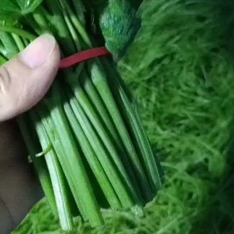 短苗，佛手瓜尖，龙须菜