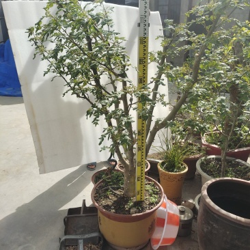 盆栽大红袍嫁接无刺花椒树