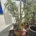 盆栽大红袍嫁接无刺花椒树