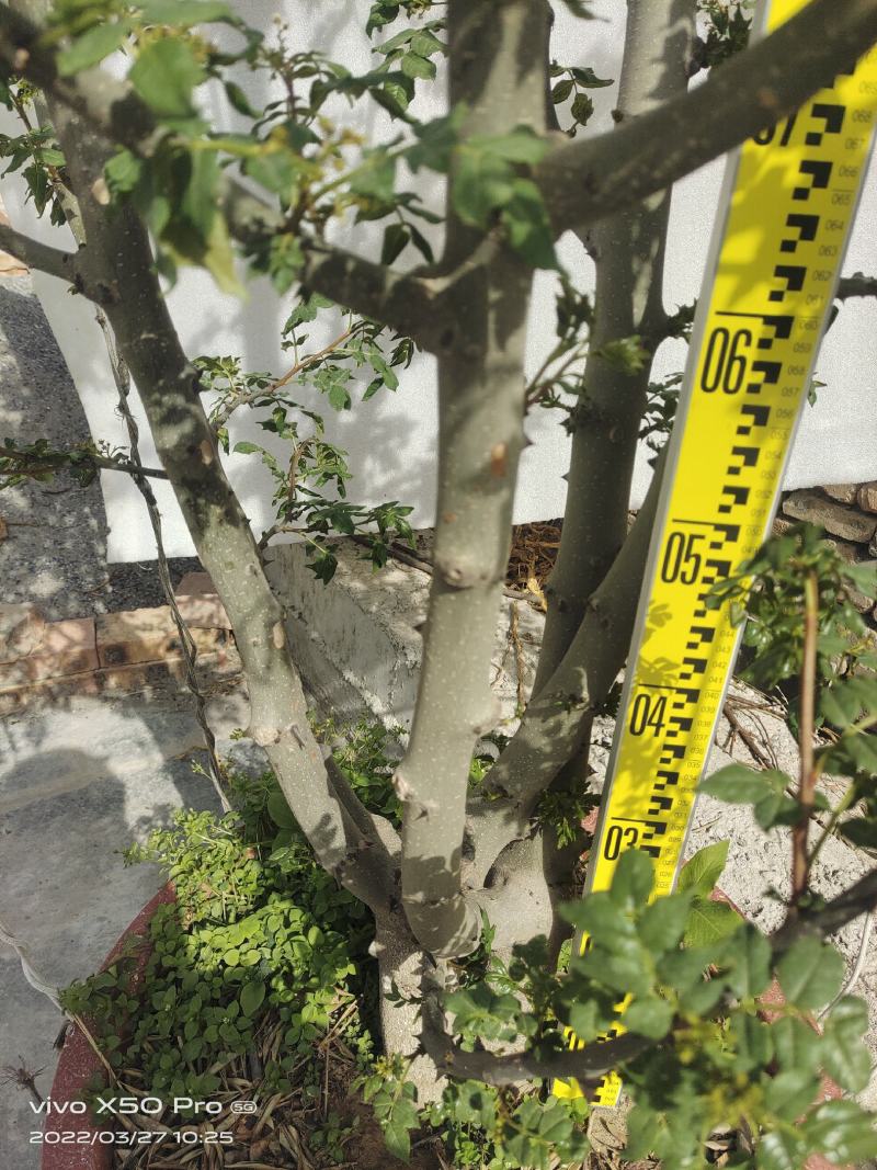 盆栽大红袍嫁接无刺花椒树