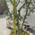 盆栽大红袍嫁接无刺花椒树