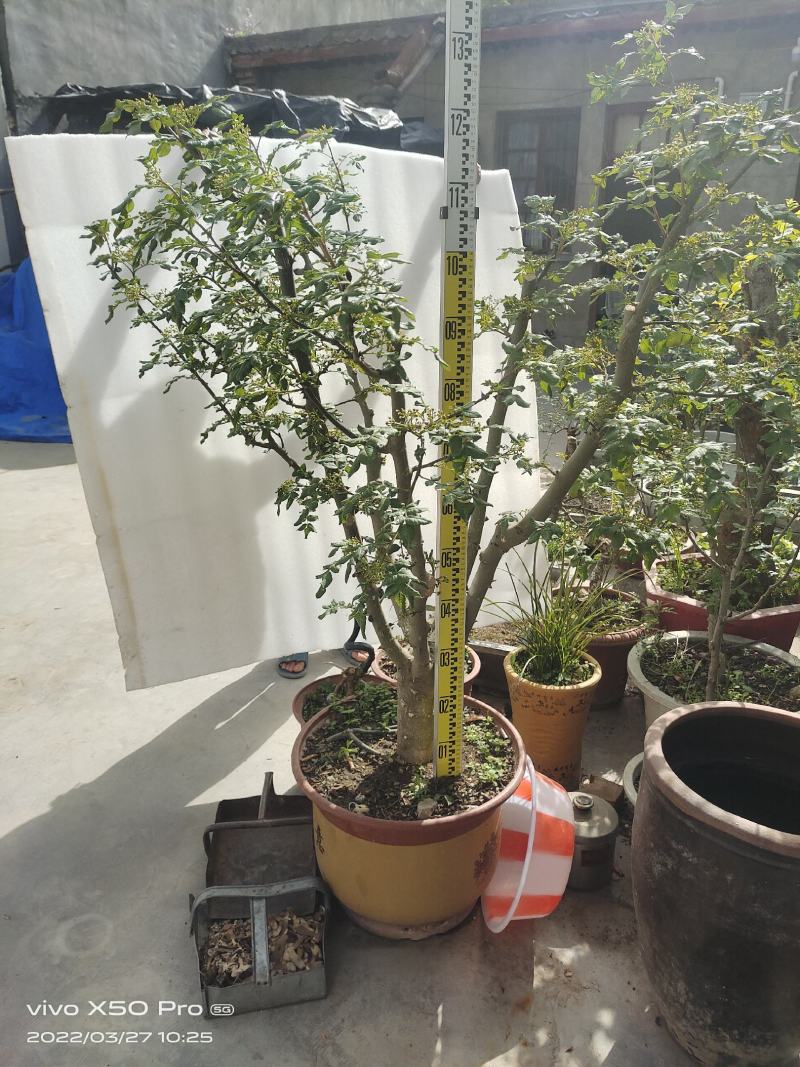 盆栽大红袍嫁接无刺花椒树