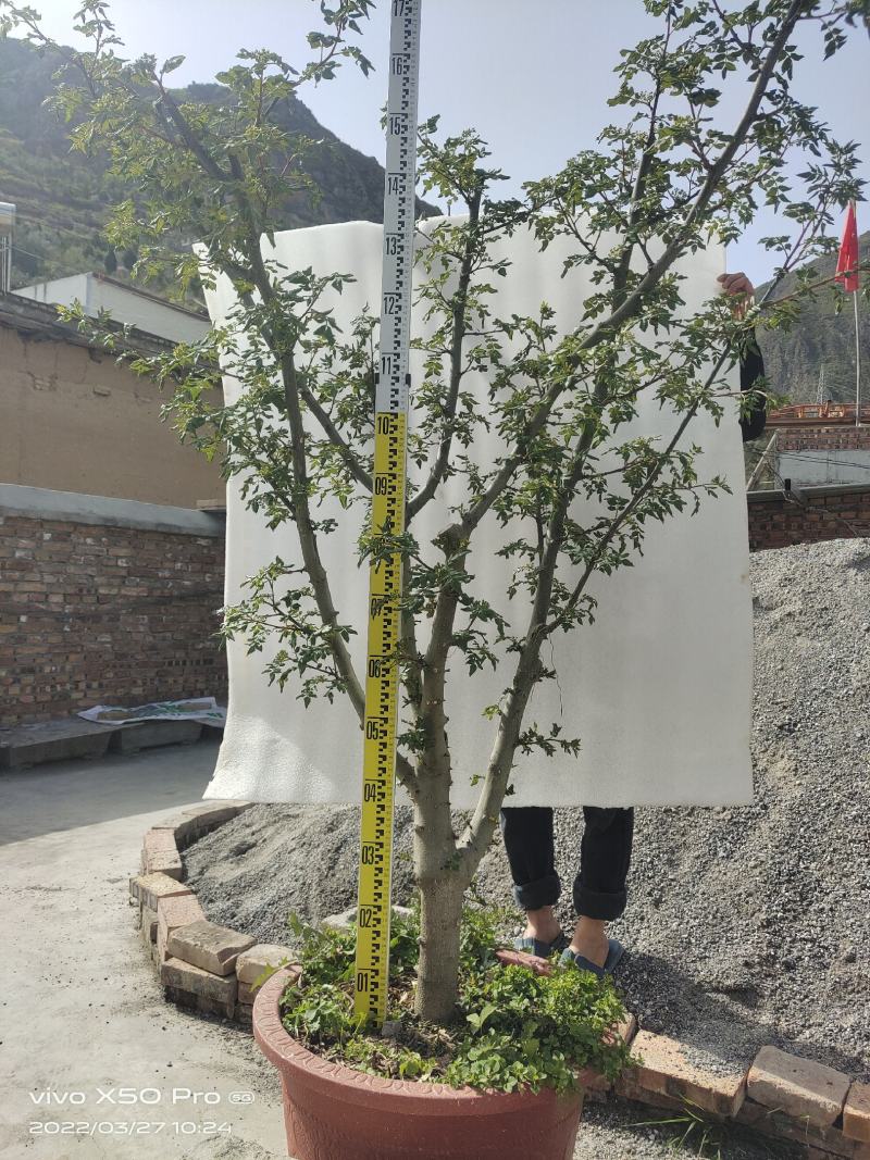 盆栽大红袍嫁接无刺花椒树