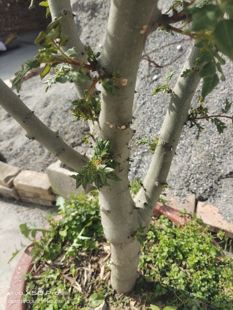 盆栽大红袍嫁接无刺花椒树