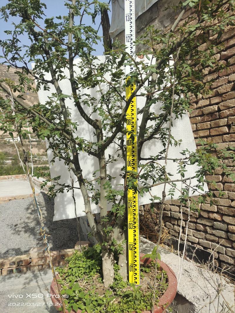 盆栽大红袍嫁接无刺花椒树