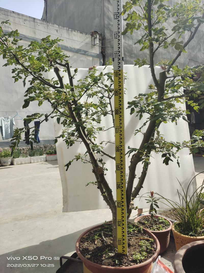 盆栽大红袍嫁接无刺花椒树