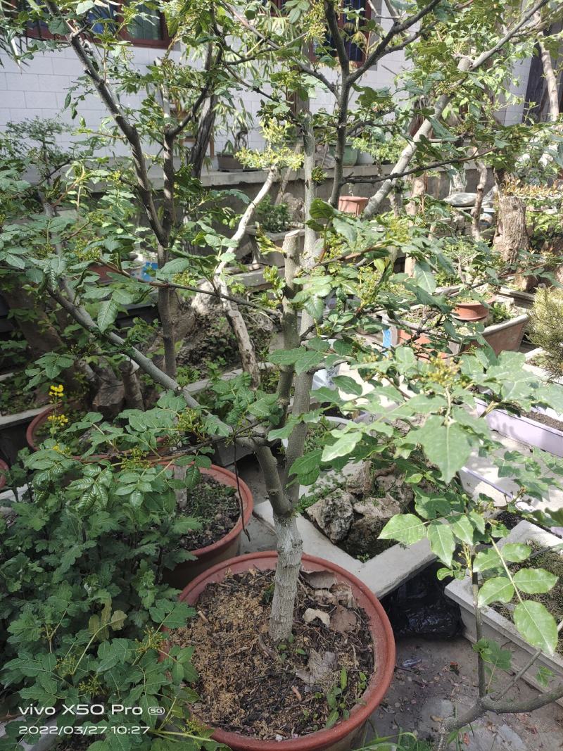 盆栽大红袍嫁接无刺花椒树