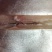 湛江深海金鲳鱼海鱼，肉质Q弹爽口，比户外晒的口感胜一筹