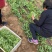 新鲜豌豆尖，基地直发现采现发，新鲜脆嫩一叶一心