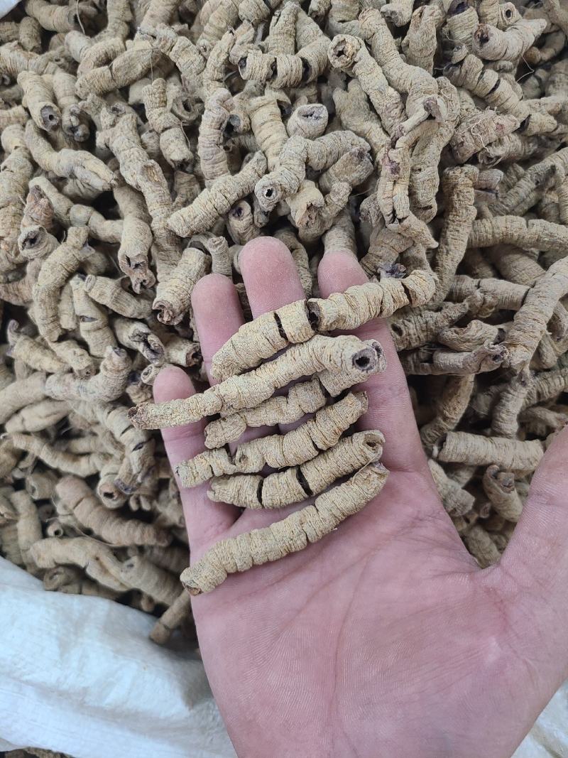 巴戟巴戟天各种规格价廉物美