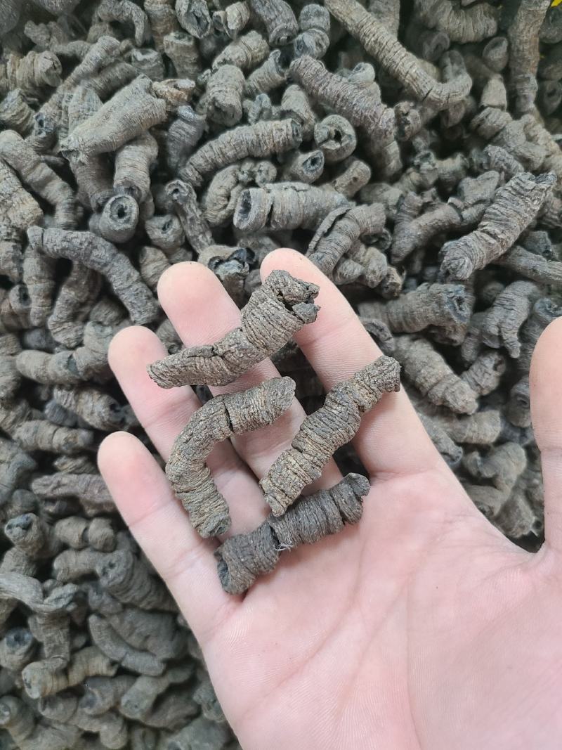 巴戟巴戟天各种规格价廉物美