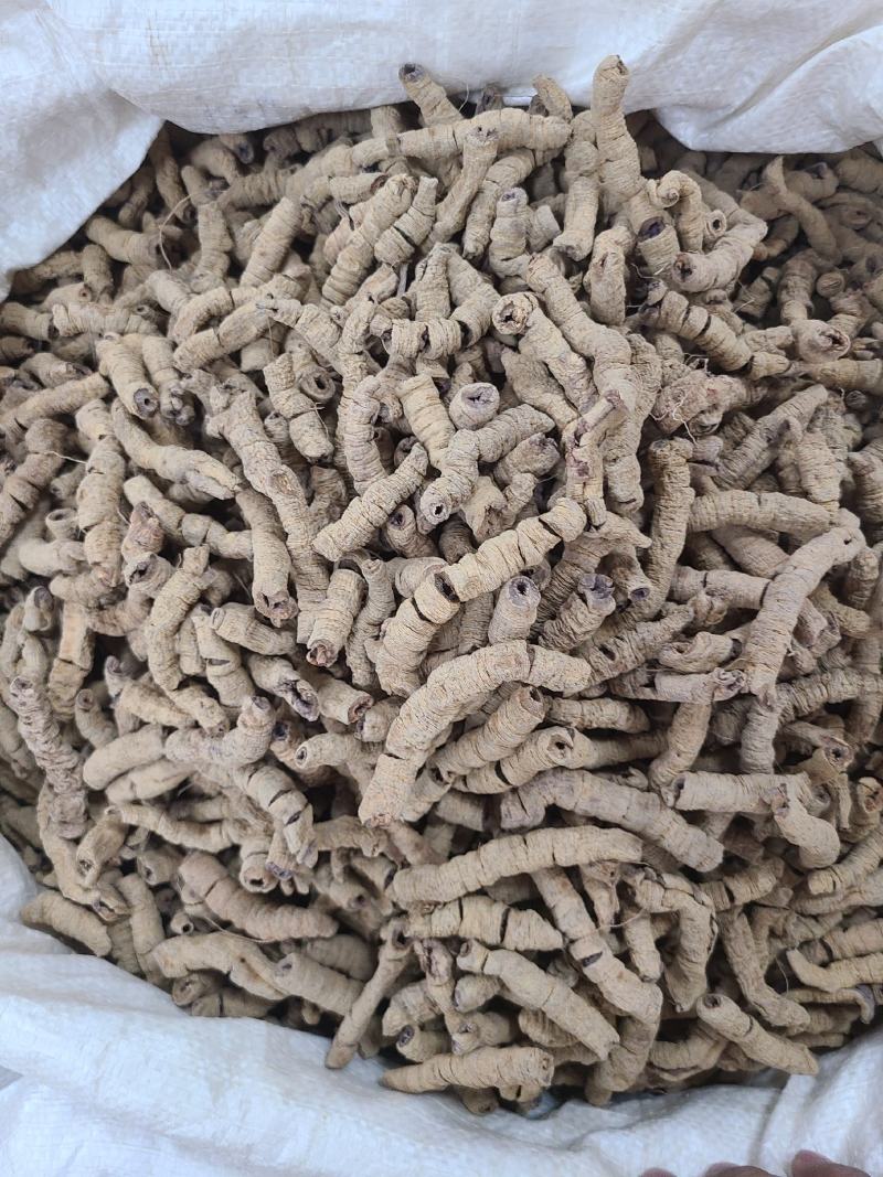 巴戟巴戟天各种规格价廉物美