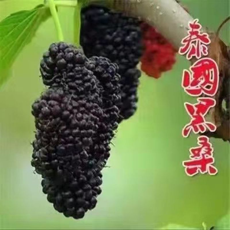 【四季结果】桑葚树苗新品种特大果室内阳台地栽高产苗南北方