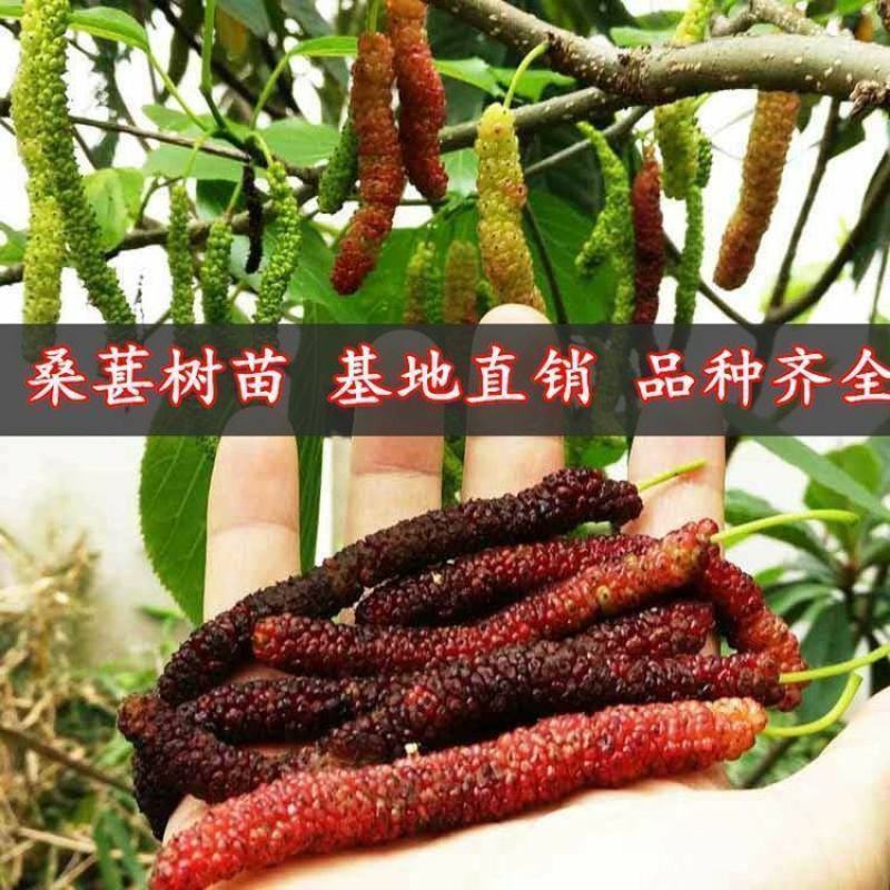 【四季结果】桑葚树苗新品种特大果室内阳台地栽高产苗南北方