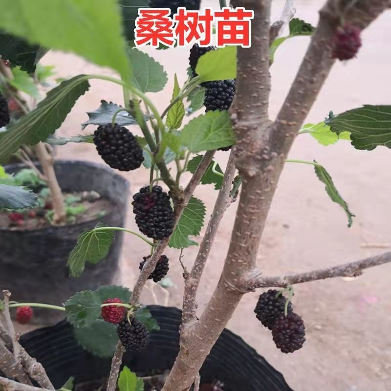 【四季结果】桑葚树苗新品种特大果室内阳台地栽高产苗南北方