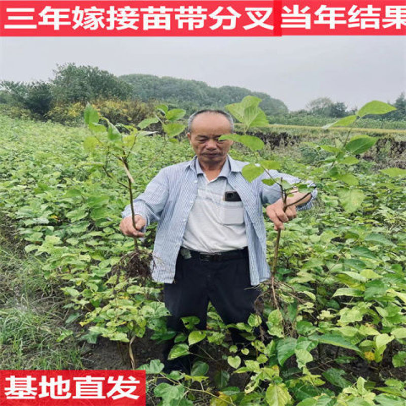 【四季结果】桑葚树苗新品种特大果室内阳台地栽高产苗南北方