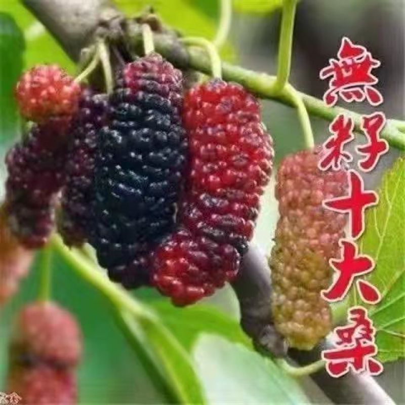 【四季结果】桑葚树苗新品种特大果室内阳台地栽高产苗南北方